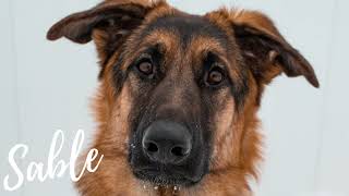 Reactive Dog Rehabilitation! Sable the German Shepherd | Boise Dog Training