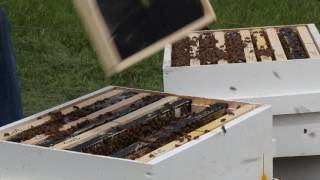 Brood Inspection of a Ten Frame Hive Part 2.