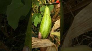 freshly harvested bottle gourd #nature #farming #bottlegourd #shorts