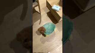 Dog looks adorable in turtle costume. #dog #costume #dogcostume #turtle #puppy #tiktok #dogvideo