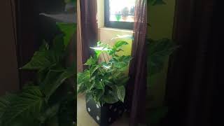 houseplants#indoor plants#nature#shorts