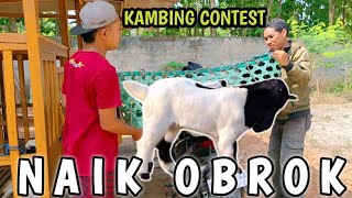 KAMBING CONTEST‼️ NAIK OBROK