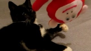 Cats celebrate Chinese new year. Кошки встречают год красной обезьяны.