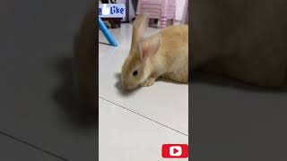 cutebaby and rabbit #shortsviral