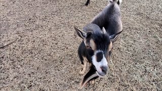 Nigerian Goats and Holstein beef cattle