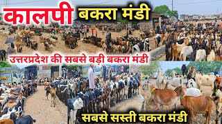 कालपी बकरा मंडी |Kalpi Bakra Mandi |Kalpi Bakra Mandi Latest Video