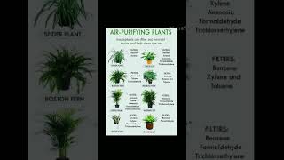 Air purifying plants || natural oxygen  for your lungs || #shorts #youtube #viral #gyan #green #edu