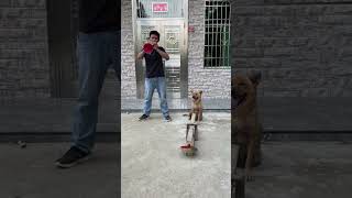 This dog has skills#viral #dog #ytshorts