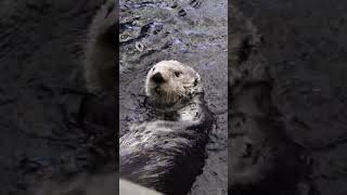 ¡El Animal Más Peludo del Mundo está en Lisboa! 😍🦦