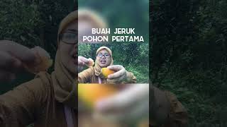 Wisata Petik Jeruk Bandung #shorts #panen #gardening