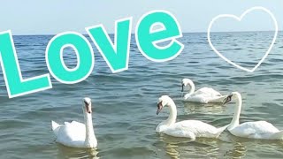 Смортеть ВСЕМ! Звуки и шум МОРЯ! Relaxing video. Relax. Video Relax. Шум моря! Великолепие Моря 🌊