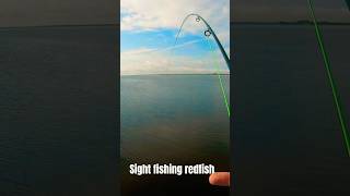 Sight fishing redfish in mosquito lagoon #fishing #outdoors #florida