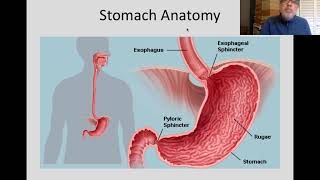 The Digestive System