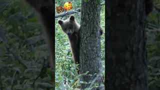 Beautiful mother brown bear with cubs /Magnifique maman ours et 3 oursons #nature #wildlife #croatia