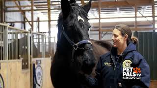 Military Horses with Cowboy Correspondent