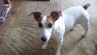 Well Trained Jack Russell Terrier Lily in Yokosuka, Japan, 30 Sep 2012