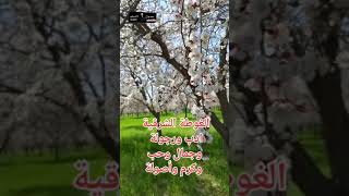 حمورية ارض الحب والورد  ارض الكرم والجود |( عدول الحلو adolalhlo