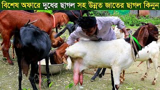 বিশেষ অফারে দুধের ছাগল সহ ‍উন্নত জাতের ছাগল কিনুন goat farm