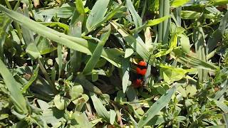 Discovered A "Red Velvet Ant" Or "Cow Killer Ant" Is A Wasp !