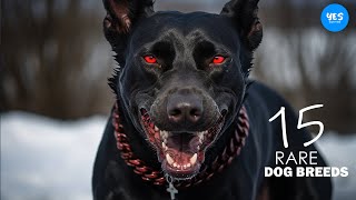 SUBSCRIBE :) You Have Never Seen These DOG BREEDS | Top 10 RARE dog Breeds | Yes Everything