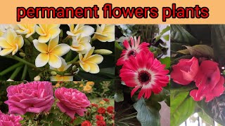 flowers plants | all season flower plant | permanent flowers names