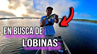 Pesca de LOBINA con plásticos