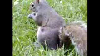 Stroking a Squirrel