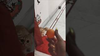 Mia Playing With A Ball 🧿😺🧿 #cute #catlover #cat #catmia #mia #ytshorts