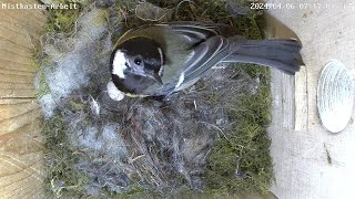 Das erste Ei ist da und Nestbau in allen 6 Nistkästen! | 06.04.2024