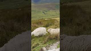 Hiking up Snowdon Mountain 6