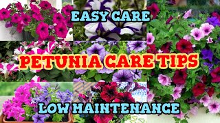 Petunia Care Tips || Easy Care and Low Maintenance || Detailed information #gardening #foryou #viral