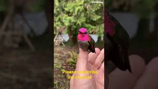 beautiful birds # funny banor #funnyvideo #funnyanimals #shorts #entertainment