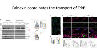 Calnexin helps in the transport of the TrkB from ER to cell surface  #Code: 615