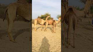 Camels full enjoy system Pakistan 🇵🇰 #shorts  #shortvideo  #youtubeshorts