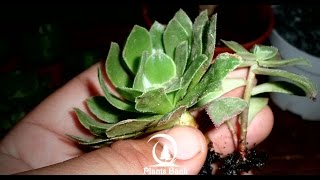 How to Grow Aeonium Kiwi & Succulent plants A to Z