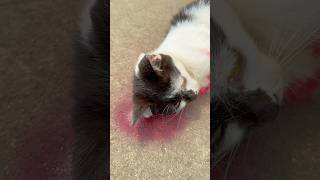 The cat saved the boy 😿❤️🐈 (Part 1) #cat #catlover #catvideos #kitten #animals #foryou #shorts