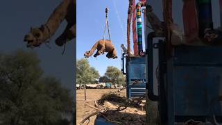 How Camels loading in truck amazing video #camel #animals #youtubeshorts #youtubevideos #shorts