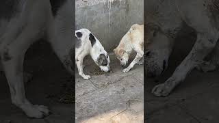 インドの生活 犬 🐕|| indian life dogs #shorts #ytshorts #dog