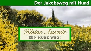 Kleine Auszeit in Navarra auf dem Jakobsweg [Die schönsten Bilder zum "Weg"-Träumen] #Camino Francés