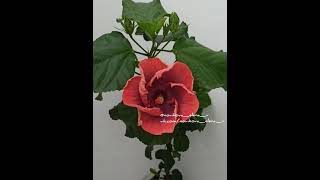 Сортовой гибискус Creole lady hibiscus