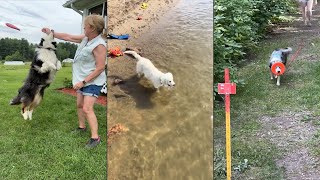 Dogs Doing Funny Things 😂 Best of August 2024