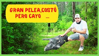 ✅Gran Manada de Cerdos Salvajes,Hay para Elegir 👌#hunting #caza #deerhunting #outdoor#viralvideo