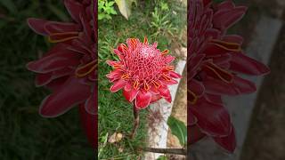 Torch Ginger (Etlingera elatior): Exotic Elegance for Australian Gardens