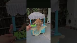 beliii beliii 🫶 #catlover #funnyvideos #shortsviral