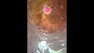 Easter egg lush bath bomb