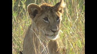 Big Cats in the Maasai Mara National Reserve