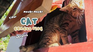 🐱cat vlog | kucing ngapain aja si