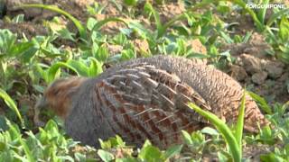 VIE SAUVAGE:"Le couple de perdreaux gris"