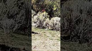 There was around 20 Wild Turkeys! #shorts #subscribe #river #fish #turkey ?