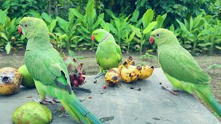 Indian talking ringneck parrot